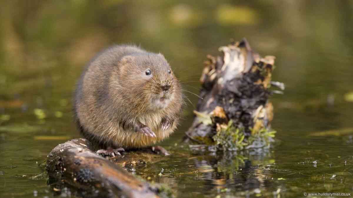 Latest heatwave’s impact on East Yorkshire wildlife as water voles struggle
