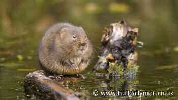 Latest heatwave’s impact on East Yorkshire wildlife as water voles struggle