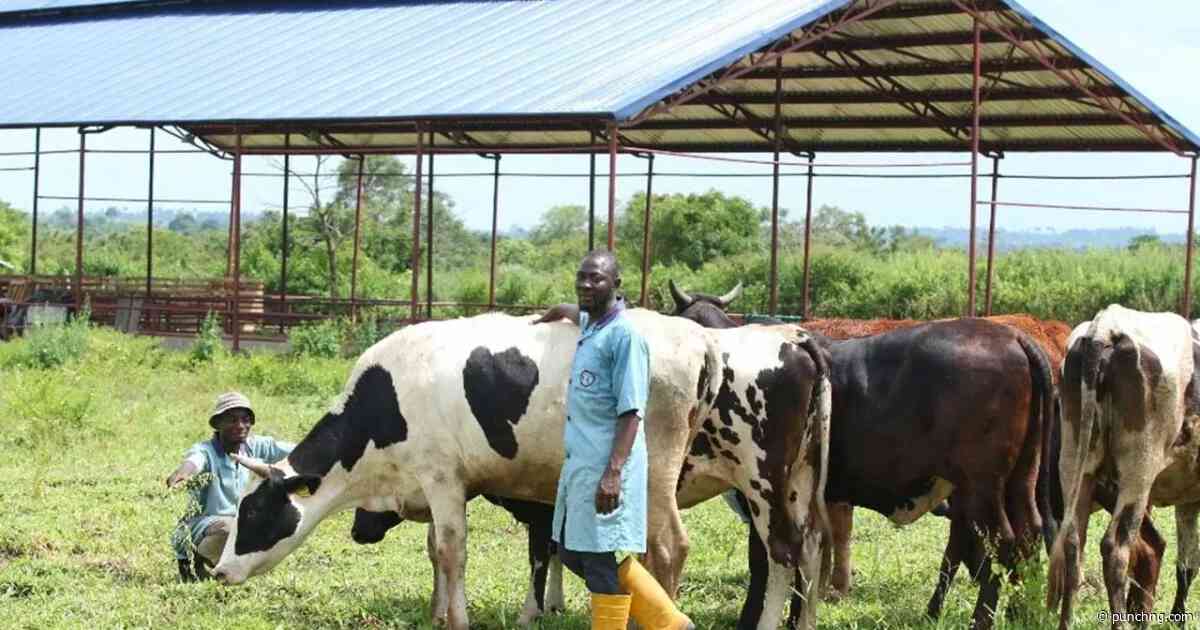 Benue PDP chieftain rejects proposed FG-funded ranches for herders