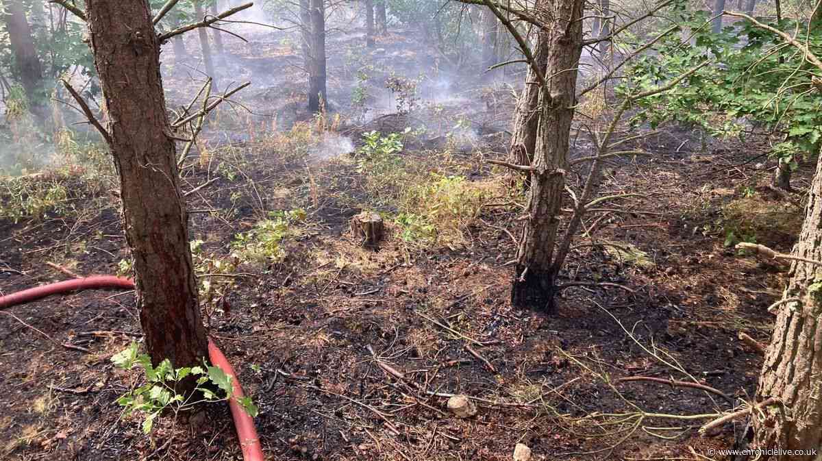 Residents urged to avoid area as firefighters tackle North East woodland blaze