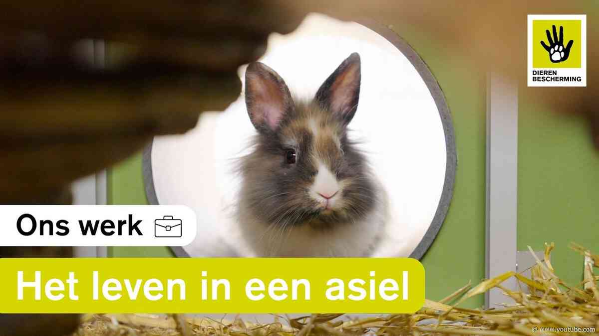 Het leven van een asielkonijn 🐰
