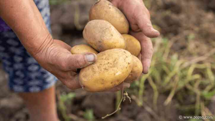 Eating potatoes reshaped the DNA of Indigenous Andeans