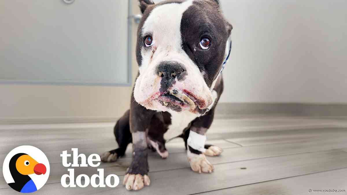 Dog Gets Saved From Euthanasia Then Faces Another Fight For His Life | The Dodo