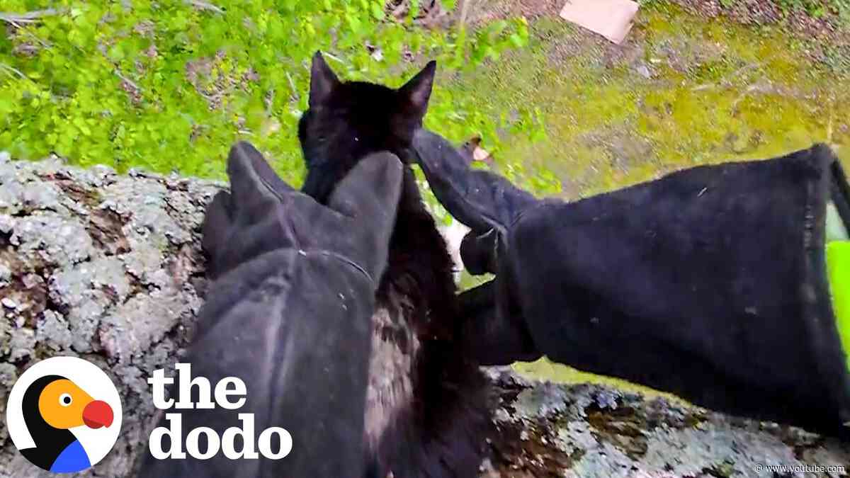 Entire Neighborhood Rallies To Rescue Missing Cat  | The Dodo