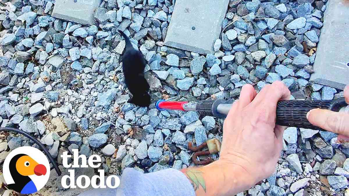Tiny Kitten's Cries Stop Strangers In Their Tracks | The Dodo