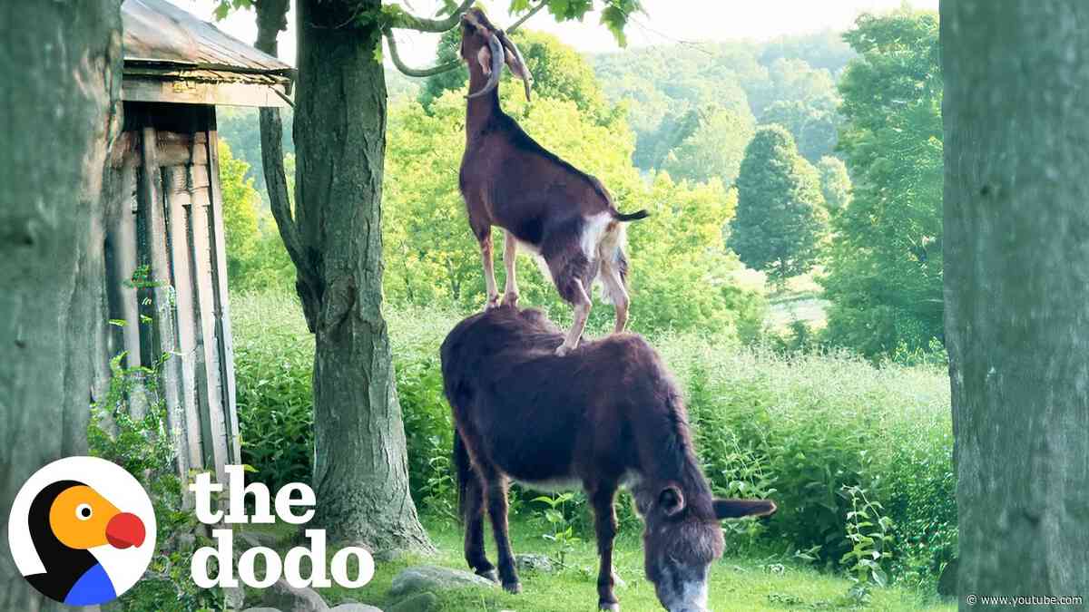 Goat Uses Her Donkey BFF To Reach Her Favorite Snacks | The Dodo
