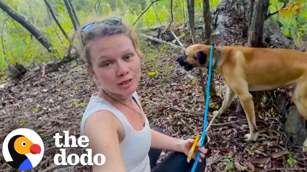 Woman Carries 95-Pound Great Dane Out Of The Woods | The Dodo
