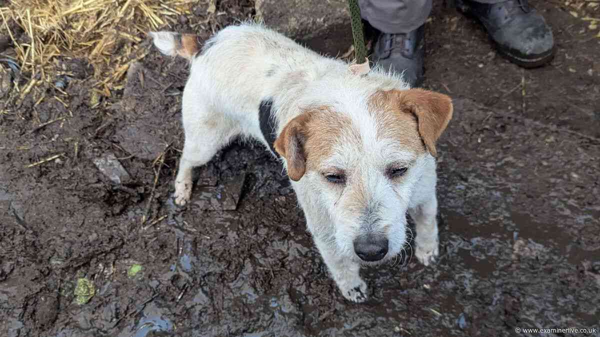 Pregnant dogs kept in cold squalid conditions outside with no water, bedding and covered in poo