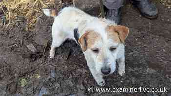 Pregnant dogs kept in cold squalid conditions outside with no water, bedding and covered in poo