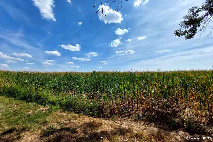 Dürre setzt Höfe enorm unter Druck: Wirksamer Klimaschutz ist Schutz der Ernte