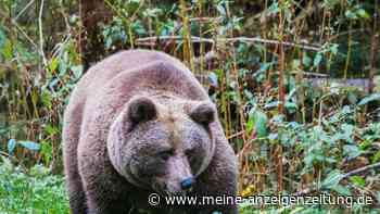 Bär pendelt zwischen Trentino und Alm – Bauern zittern um ihre Existenz