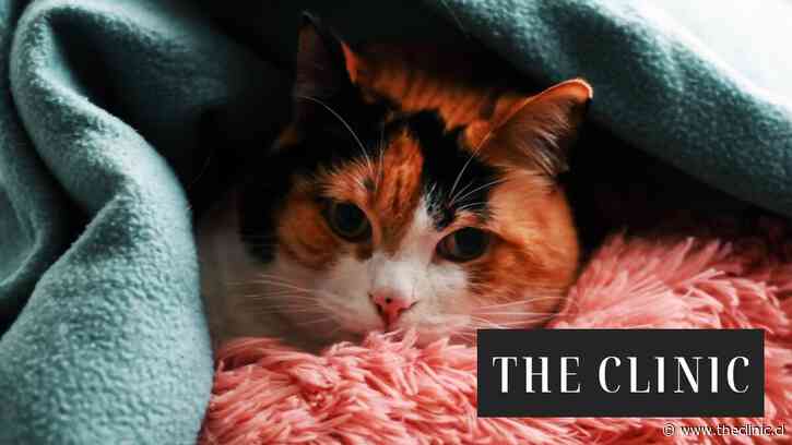 La batalla por Perseo: Corte de Valdivia rechazó demanda por tenencia compartida de gato tras término de relación