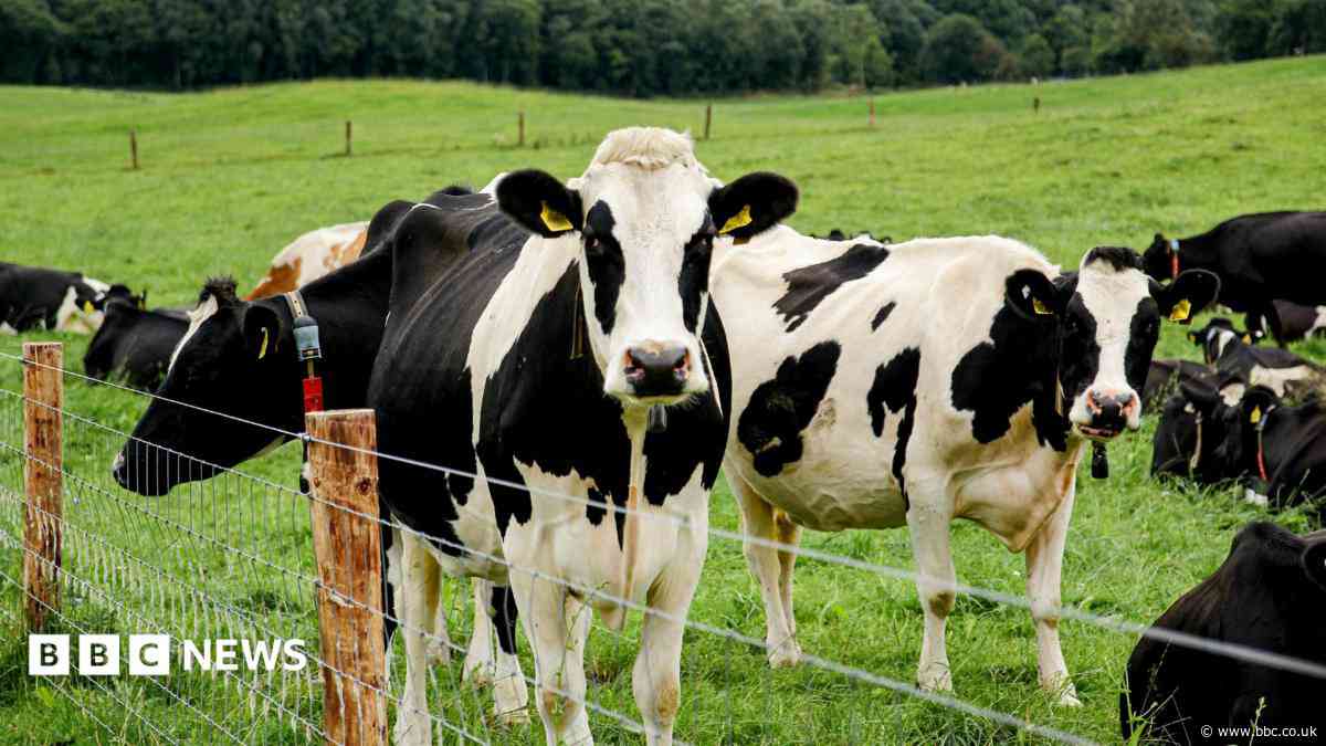 Help ramped up amid UK's 'worst' bluetongue outbreak