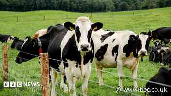 Help ramped up amid UK's 'worst' bluetongue outbreak
