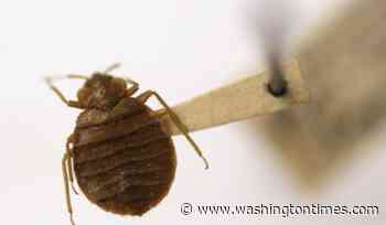 Bedbugs can cause people to lose sleep -- and blood. Here's what to do about them