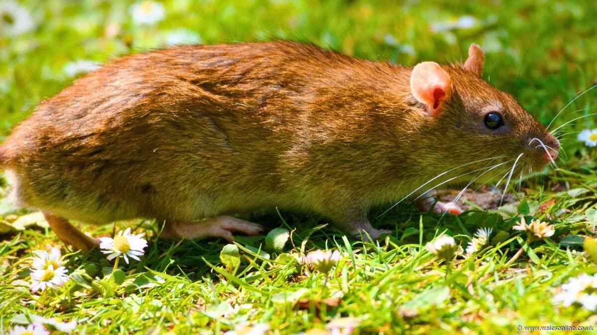 Rats will flee from gardens if they smell 1 food item that everyone has in their kitchen