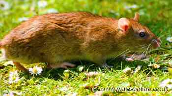 Rats will flee from gardens if they smell 1 food item that everyone has in their kitchen