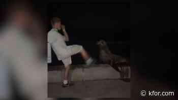 Teen who kicked sea lion in viral video in San Diego pleads guilty