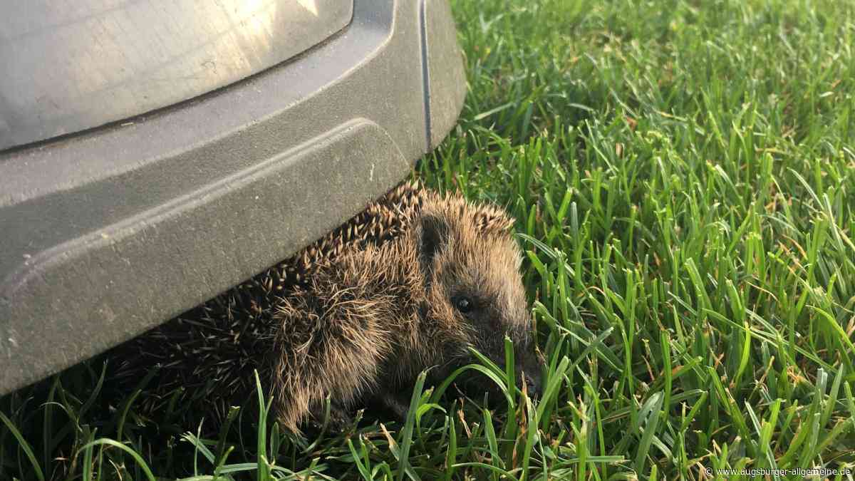 Nachtsichtkamera und KI: Können Mähroboter so Igel rechtzeitig erkennen?