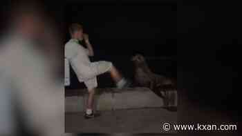 Teen who kicked sea lion in viral video pleads guilty