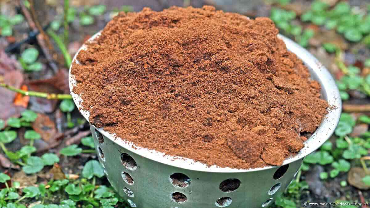 Omas Weisheiten auf dem Prüfstand: Die 7 größten Gartenmythen entzaubert