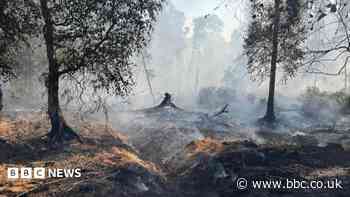 Footage captures extent of blaze at nature reserve