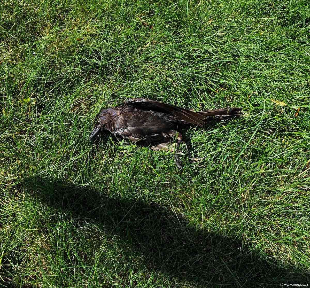 Sight of a number of dead birds floating in Lake Nipissing alarms shoreline residents