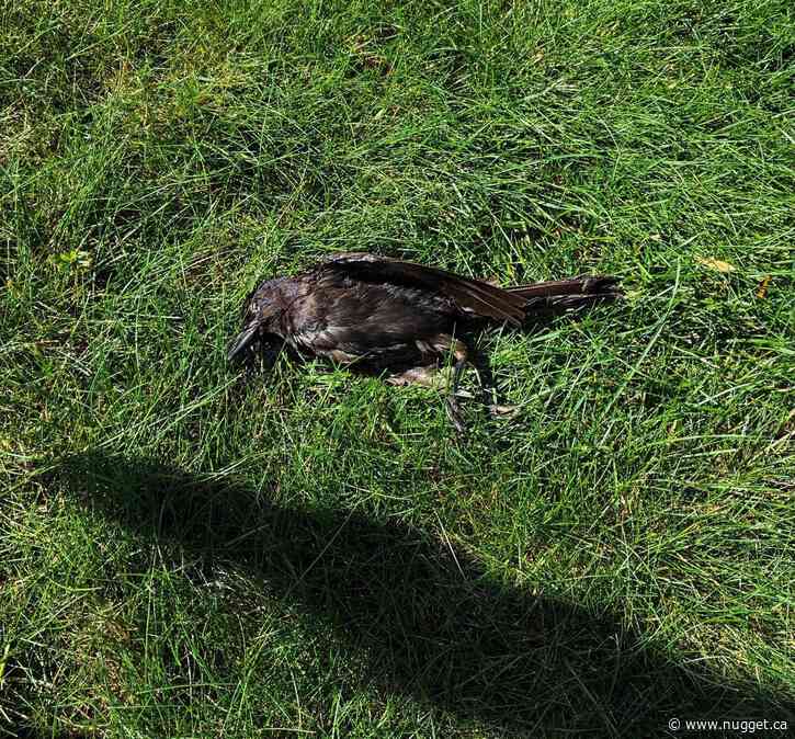 Sight of a number of dead birds floating in Lake Nipissing alarms shoreline residents