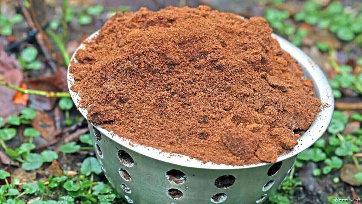 Omas Weisheiten auf dem Prüfstand: Die 7 größten Gartenmythen entzaubert