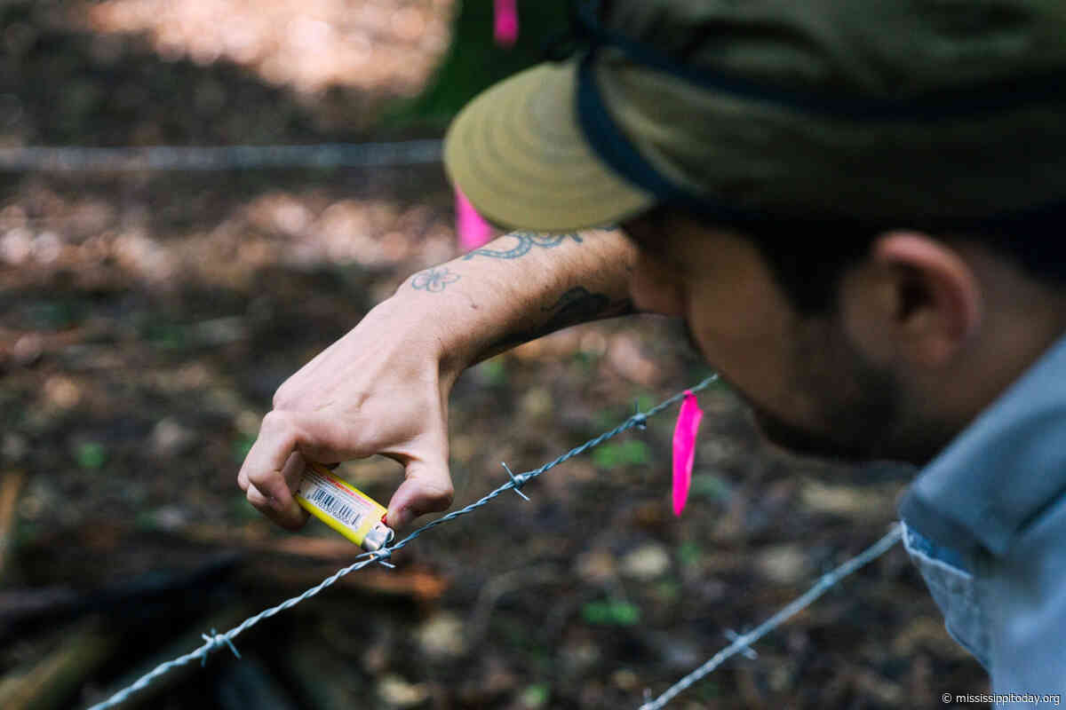 How many bears are in Connecticut? To find out, Mississippi researchers lend a hand