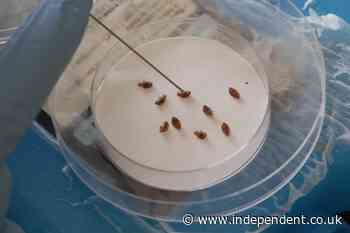 Bedbug infestations are on the rise and they could be more dangerous to humans than previously thought