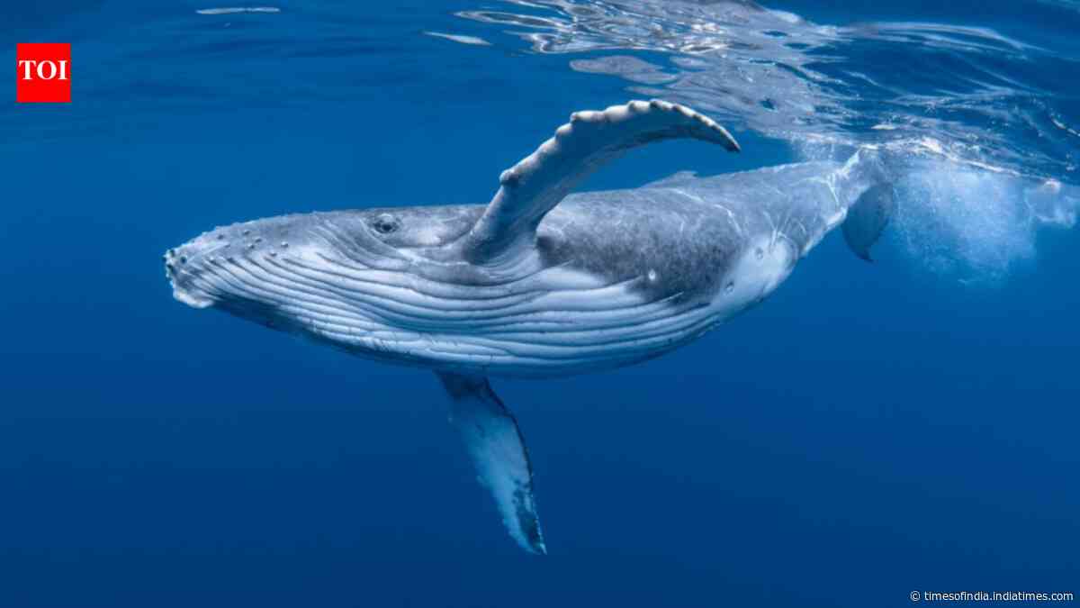 Commercial whaling killed 350,000 blue whales and 725,000 fin whales; more than 40 years later...