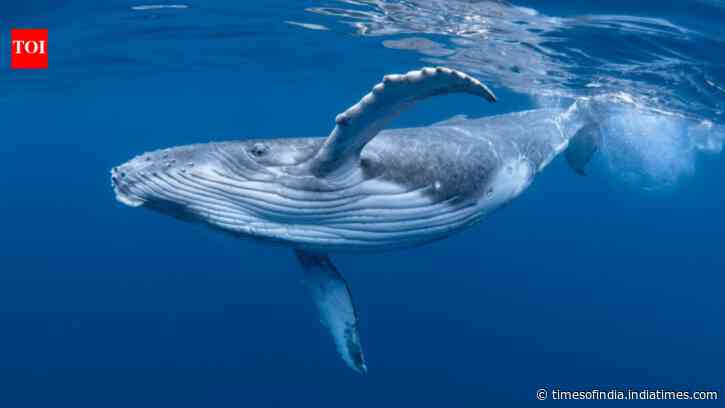 Commercial whaling killed 350,000 blue whales and 725,000 fin whales; more than 40 years later...