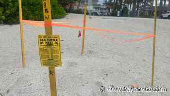 55 loggerhead hatchlings die on Gulf Drive in Bradenton Beach