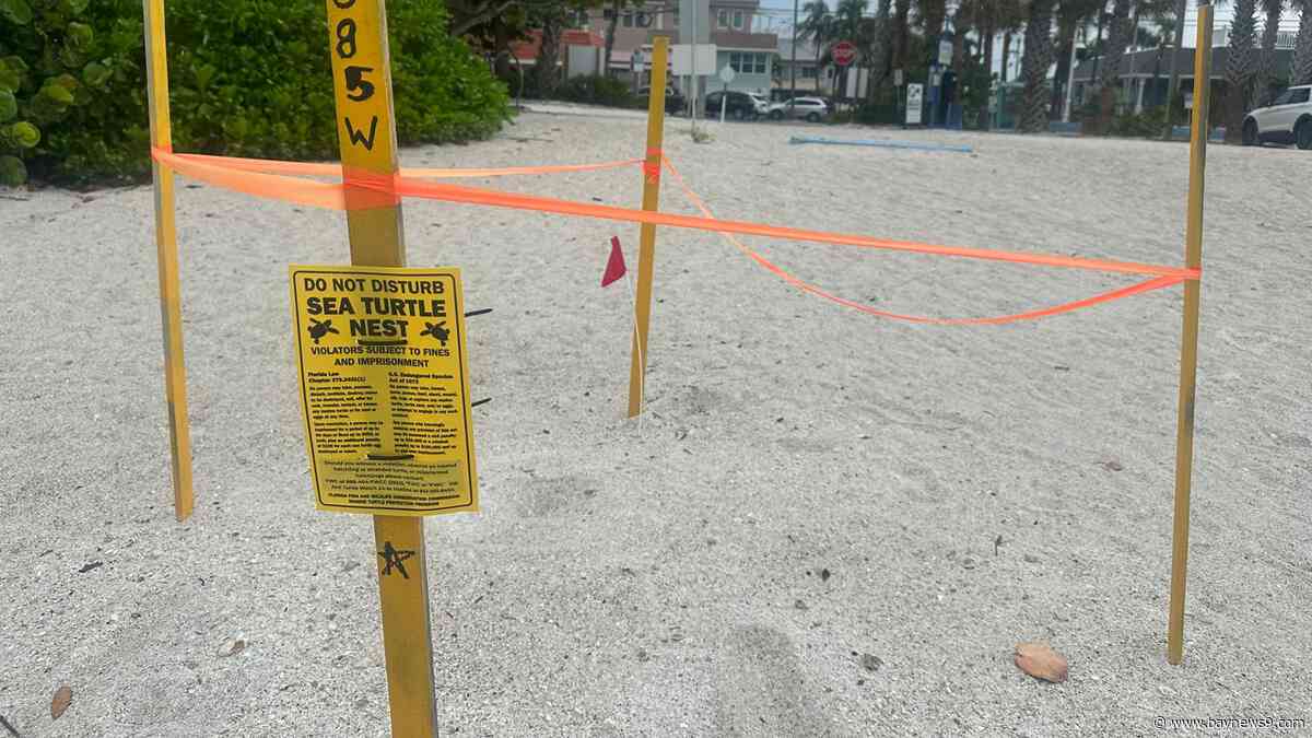 55 loggerhead hatchlings die on Gulf Drive in Bradenton Beach