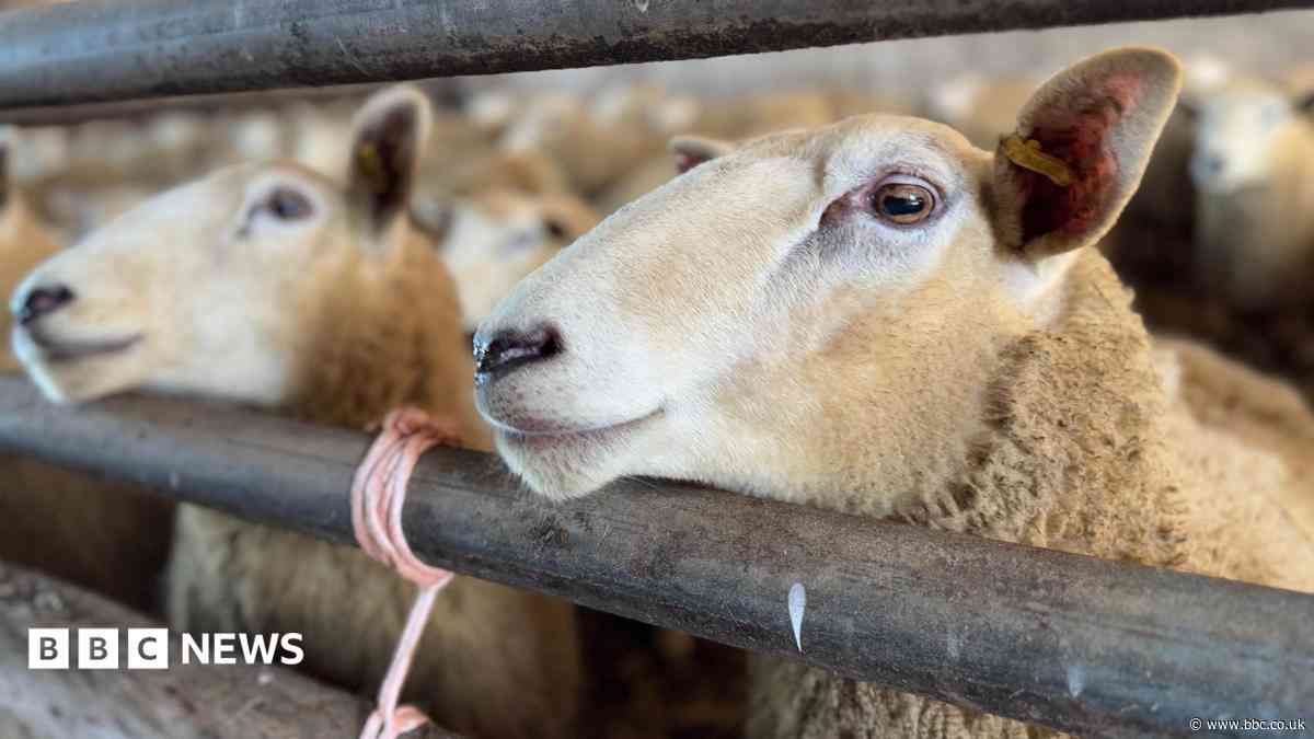 County farmers on alert over bluetongue