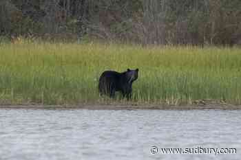 Conservation officers confirm bear shot by RCMP mauled child in Maple Ridge