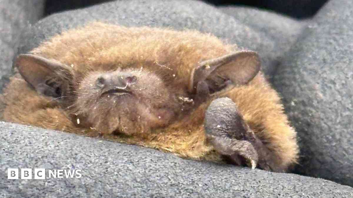 Rare breeding bat found roosting near reservoir