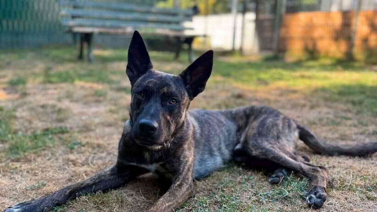 Hund Checker „hat aktuell jede Menge Frust“ – der Rüde muss noch viel lernen