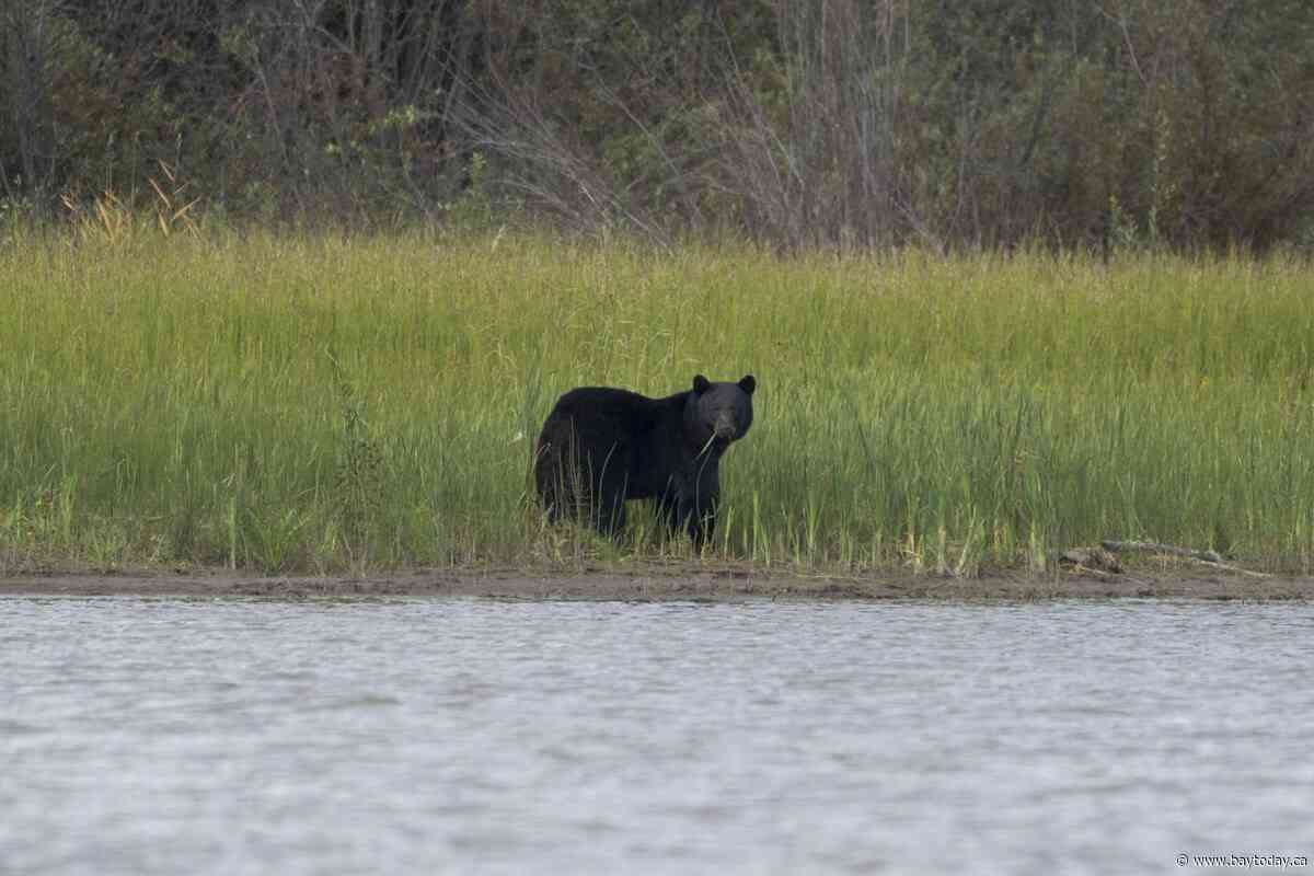 Conservation officers confirm bear shot by RCMP mauled child in Maple Ridge
