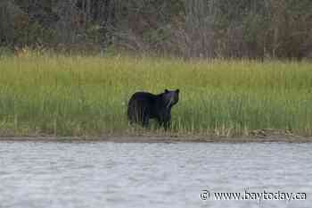 Conservation officers confirm bear shot by RCMP mauled child in Maple Ridge