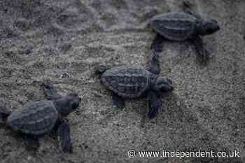 55 newborn turtles die along Florida beach after nearby lights lured them away from ocean water