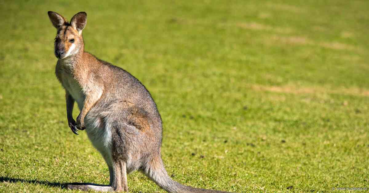 Wallaby ontsnapt in Zeeland: ‘Hij is klein, maar heel sterk en extreem snel’