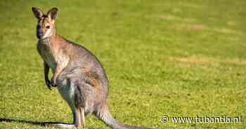Wallaby ontsnapt in Zeeland: ‘Hij is klein, maar heel sterk en extreem snel’
