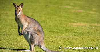 Wallaby ontsnapt in Zeeland: ‘Hij is klein, maar heel sterk en extreem snel’