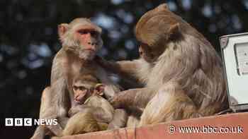 Delhi's unusual challenge: Keeping monkeys and pigeons away from top badminton event