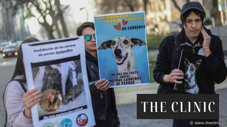 Carreras de galgos: se espera que Congreso vuelva a debatir su prohibición esta semana tras postergaciones