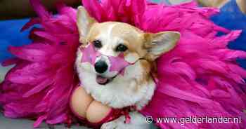 Rennen, ho maar: eigenwijze corgi’s gaan hun eigen gang tijdens jaarlijkse race in Litouwen
