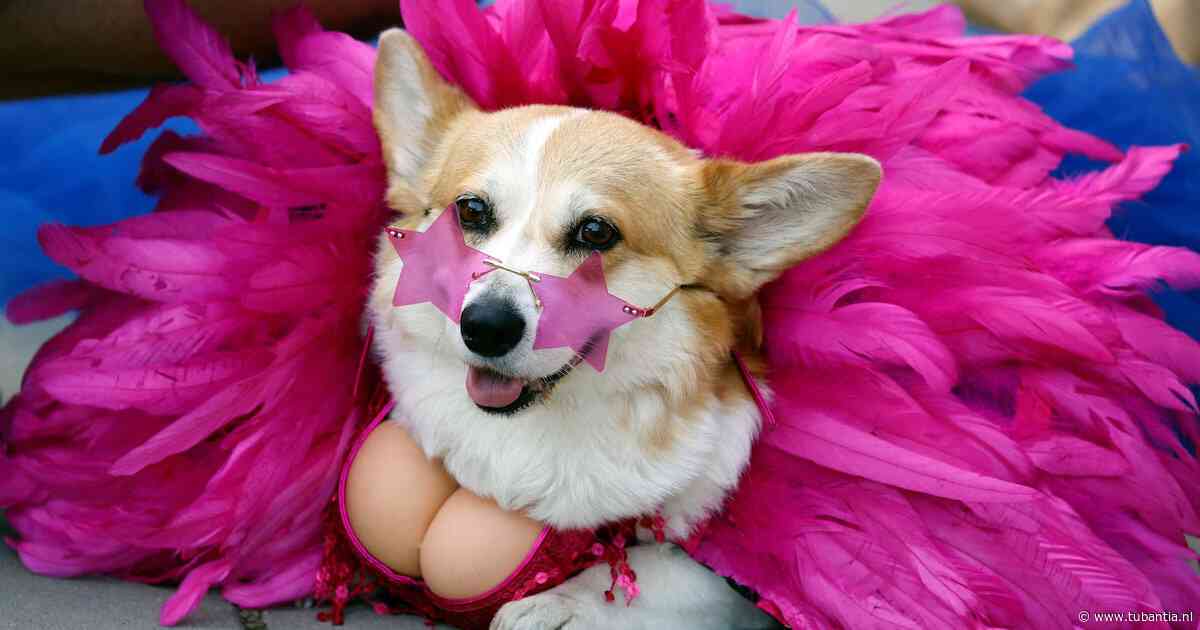 Rennen, ho maar: eigenwijze corgi’s gaan hun eigen gang tijdens jaarlijkse race in Litouwen