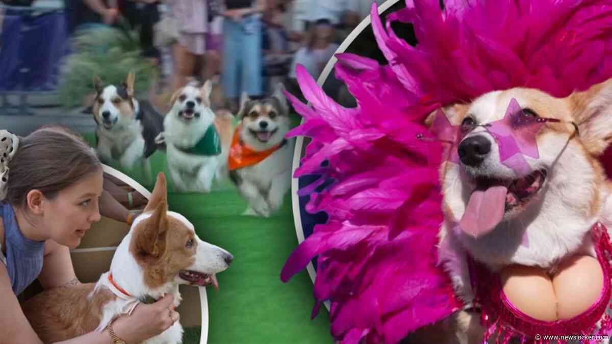 Schattig: tientallen corgi’s doen verschillende races tijdens corgi-event